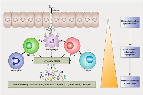 IJMS | Free Full-Text | Pathogenesis and Treatment of Cytokine Storm Induced by Infectious Diseases